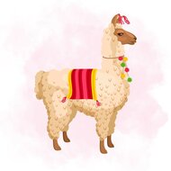 Boho lama